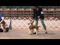 Stufield's Chinaberry Girl CGC At The WSSCA ...