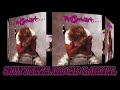 Dynamite  Rod Stewart