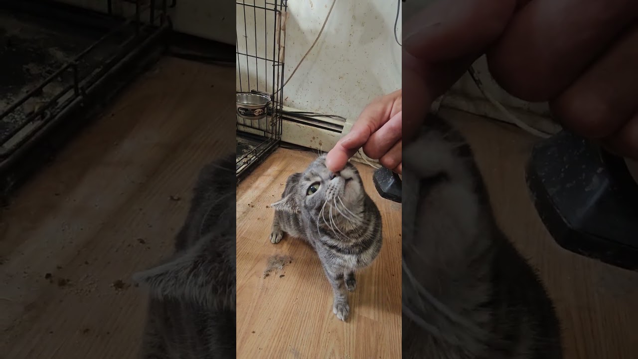 Enlarge Zoe, a Adoptable Domestic Short Hair in Brooklyn, NY video 5/5