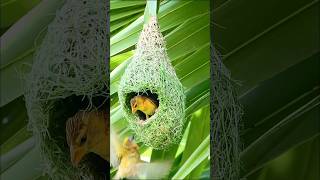Download lagu Building a Luxury Home: Baya Weaver Bird Nest Transformation! (2024) mp3