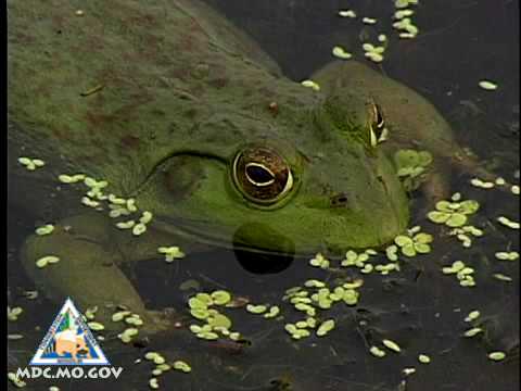 Bullfrog