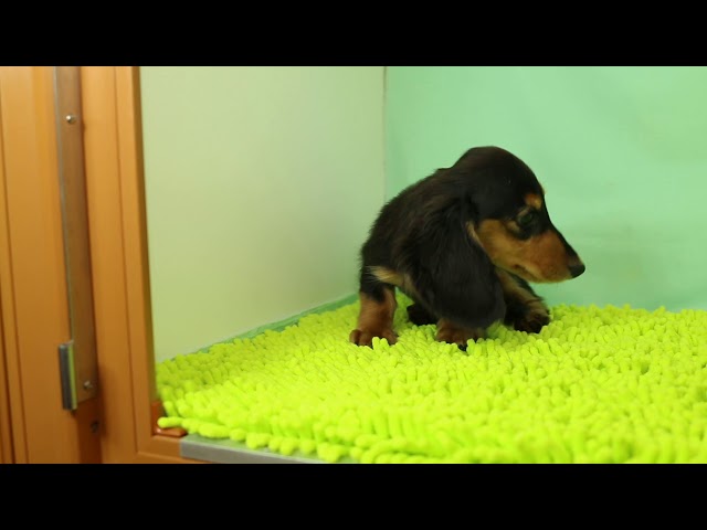 ブリーダー/ショップマロニエケンネル MARRONNIER KENNELのダックスフンド・ミニチュア・ロングで番号が2590です