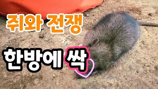 쥐  아무리 많아도 한방에 싹!  쥐 퇴치 법