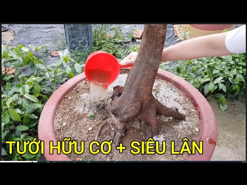 🔴 QBS23421 - TƯỚI PHÂN HỮU CƠ CHO CÂY MAI MIỀN BẮC | CHĂM SÓC MAI VÀNG MIỀN BẮC NỞ HOA ĐÚNG TẾT