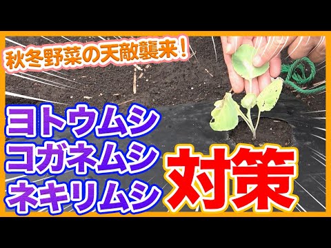 モニリア病を制御する方法 トピックス