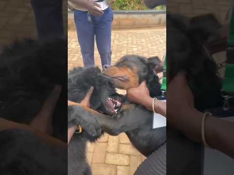 How to break up dog fight! #doglover #dogtraining #viralvideo #dog #dogs #dogfight #dogtips