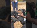 How To Break Up Dog Fight Doglover Dogtraining Viralvideo Dog Dogs Dogfight Dogtips