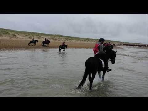 Stal Okkema's Wonne at the beach ride.