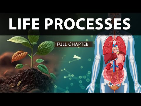 Life Processes Class 10 full Chapter (Fully Animated) | Class 10 Science Chapter 6 | CBSE | NCERT