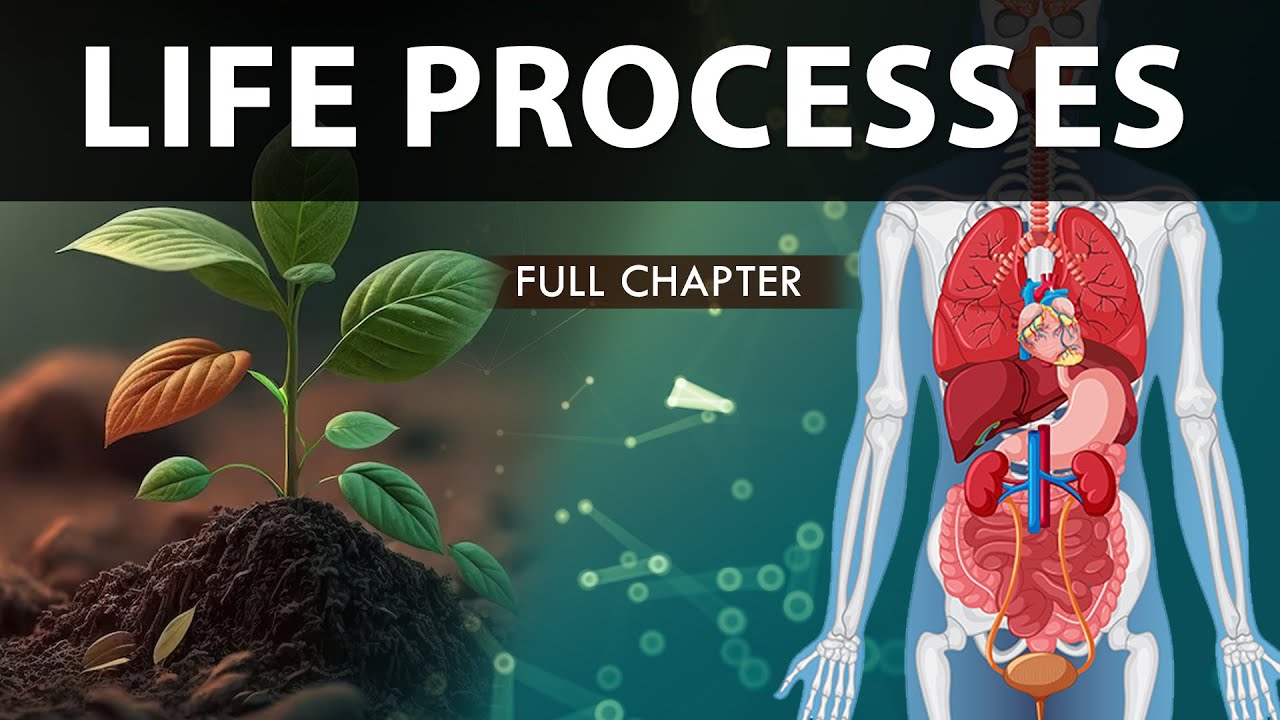 Life Processes Class 10 full Chapter (Fully Animated) | Class 10 Science Chapter 6 | CBSE | NCERT