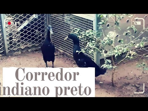 , title : 'MARRECO CORREDOR INDIANO PRETO / Novas espécies no quintal'