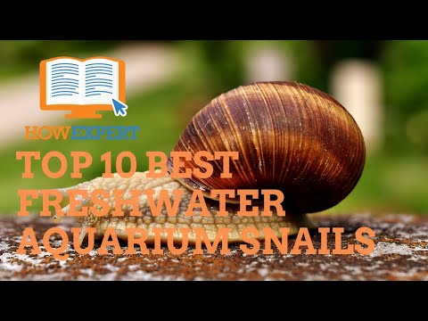 HowExpert Top 10 Best Freshwater Aquarium Snails - HowExpert
