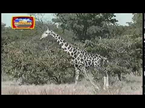 Vídeo Cassetadas do Faustão 05/08/2012