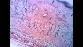 Trial Exam Second Year (6)