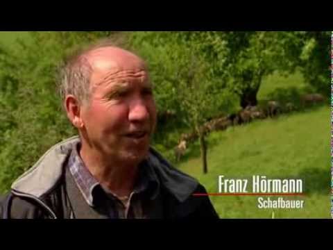 , title : 'Die Schafe kommen! - Schafhaltung in Österreich'