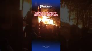 KEBAKARAN KANDANG HANGUSKAN 4 EKOR SAPI