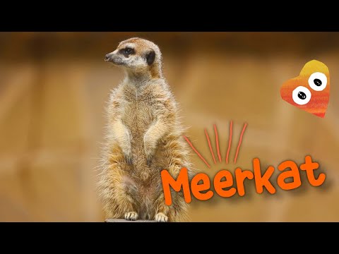 Meerkat magic kids Animal Adventure 