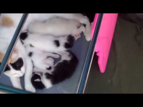 Patchies kittens - One week old!