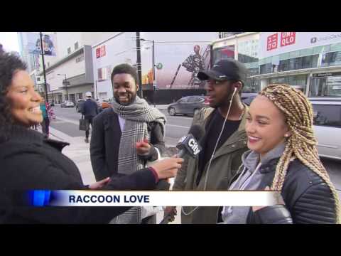 Video: Toronto raccoons get some love from the BBC