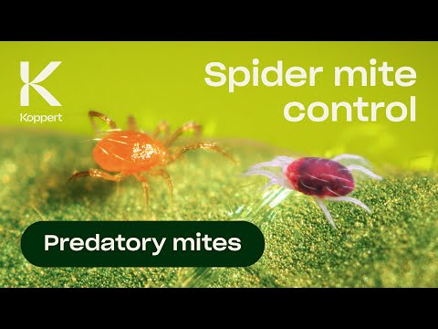 Spider Mite Control with Predatory Mites (Phytoseiulus persimilis)
