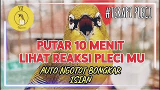 Download lagu Terapi Pancingan Pleci Ngotot dan Emosi‼️ Putarkan pada pleci agar cepat buka paruh✅ mp3 Download lagu Terapi Pancingan Pleci Ngotot dan Emosi‼️ Putarkan pada pleci agar cepat buka paruh✅ mp3