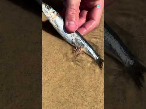 This Creature Hides In The Sand 😱