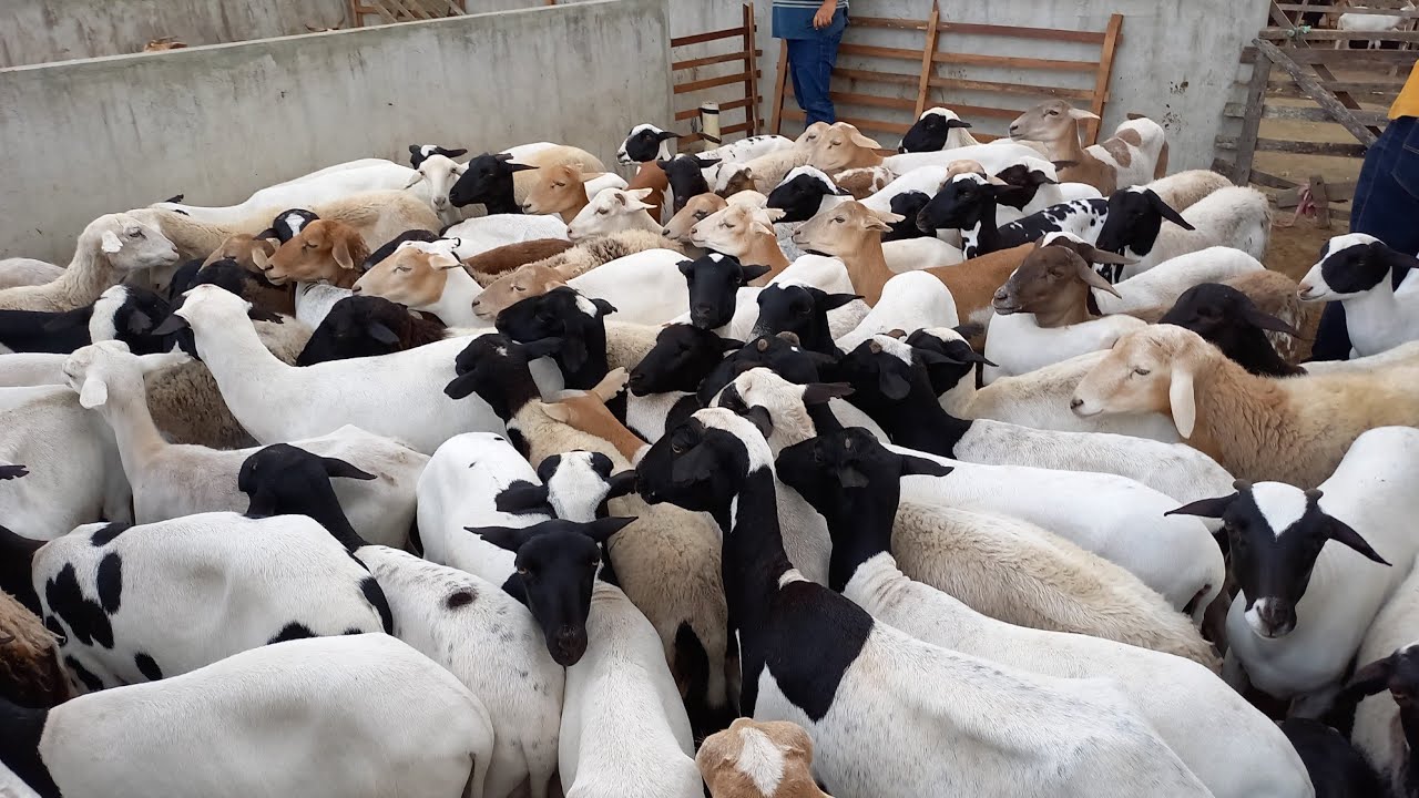 FEIRA DO BODE OVELHA CABRAS DE CAMPINA GRANDE-PB 11/12/2024