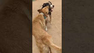 Video preview image #1 Mutt Puppy For Sale in Pena Blanca, NM, USA