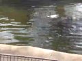 Burping Hippo