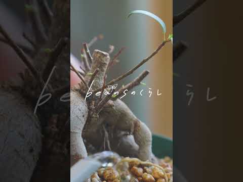 黒くなった植物の対処法は？美しい緑の葉を作るための4つの解決策!  庭園