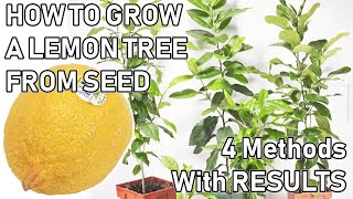 How To Grow A LEMON TREE From A SEED ( 0-6 MONTHS UPDATES )