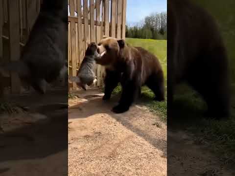 The bear attacks — but the cat saves the day 🐻🐈🐕