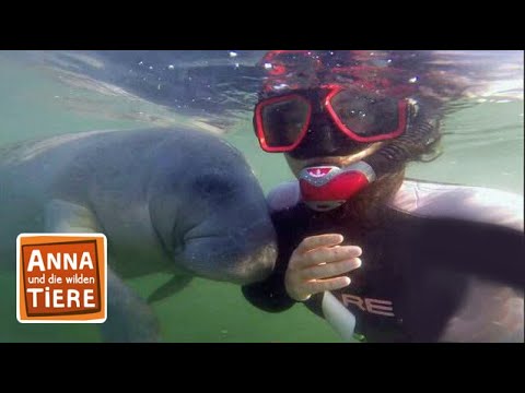 Wo grast die Seekuh? | Reportage für Kinder | Anna und die wilden Tiere