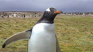 Funny Penguin Video 3 - Gentoo Penguins