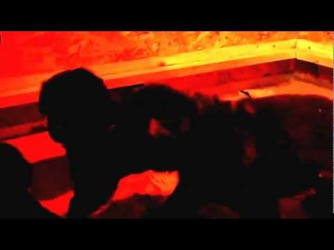 A-Wurf Pike´s Spirit - Tag 21.MP4