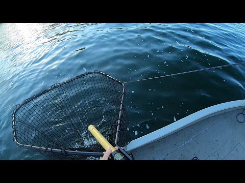 Lake Waconia MN Muskie