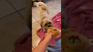 Video preview image #1 Shih Tzu Puppy For Sale in Weston, FL, USA