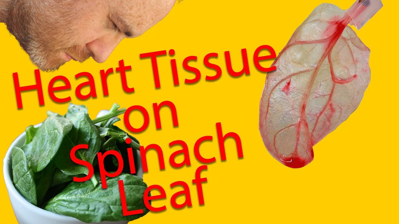 9: Spinach Leaves as Scaffolds for Human Heart Tissue w/ Dr Josh Gershlak (Paul Craddock, Spare Parts)