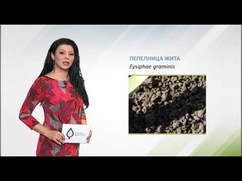 Zelena prognoza, 15.3.2017. - O stanju u usevima ječma