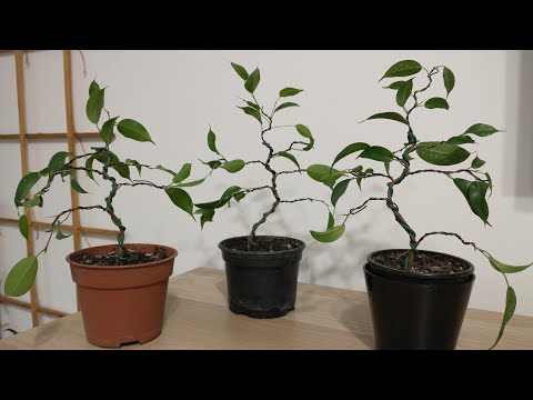 , title : 'Formare mini bonsai din Ficus Benjamina Babilatos'