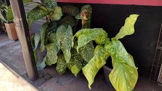 VLOG UM DIA DE PASSEIO DIFERENCIADO  Azeitona doce , bom hein .