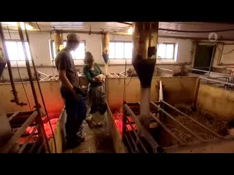 Bonde-Fredrik och Sofia i stallet