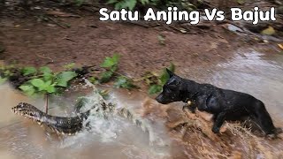 Download lagu BEST HUNTING DOG #shorts #short #viral #video #animals mp3 Download lagu BEST HUNTING DOG #shorts #short #viral #video #animals mp3