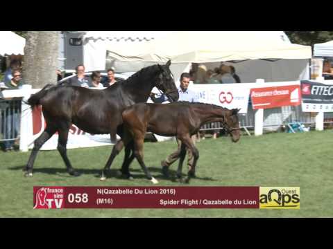 Show AQPS Le Lion 2016 : Lot 58 - N(Qazabelle Du Lion 2016)