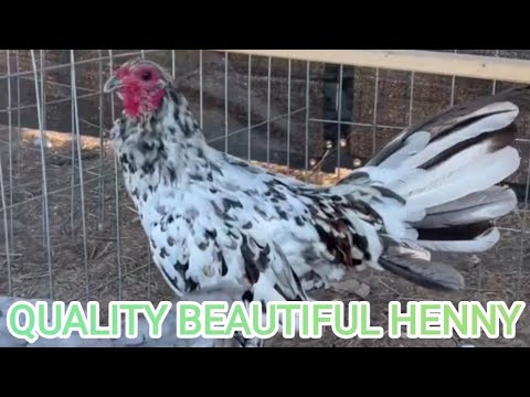 Pure Splash Henny Boles Grey Brownred Savala Farms Modesto California Beautiful Birds