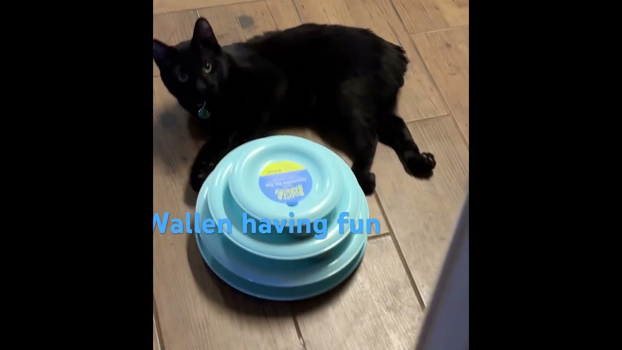 Wallen Our Paralyzed Cat playing