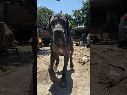 Rescuing A Great Dane & Mastiff! l The Dodo #animals #pets #dog