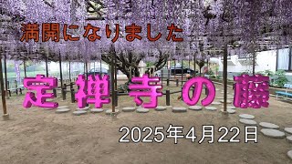 定禅寺の藤が見頃　　　　4K