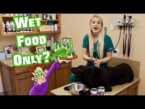 My Dog Eats Wet Food Only? | Is that OK?