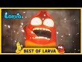 LARVA BEST OF LARVA Cartoons Comics LARVA 2017 WEEK 41